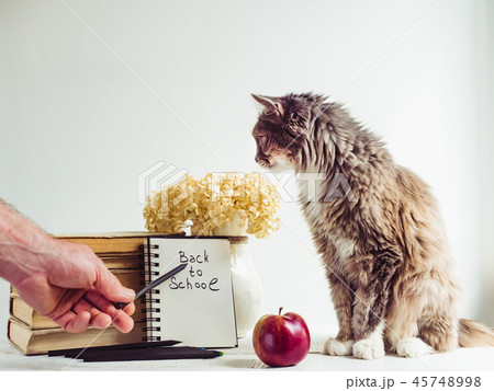 Charming, grey, fluffy kitten and vintage books 45748998