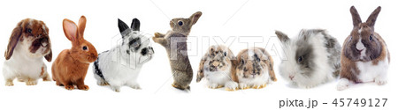 group of Rabbits 45749127