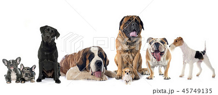group of dogs group of dogs 45749135