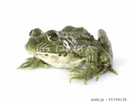 common frog common frog 45749136