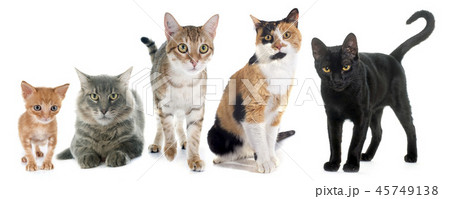 group of cats 45749138