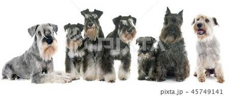 group of Schnauzer 45749141