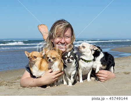 woman and chihuahuas woman and chihuahuas 45749144