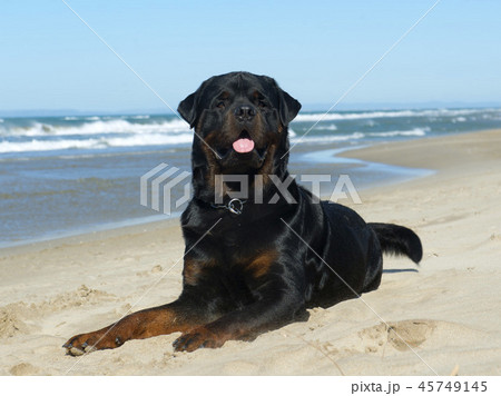 rottweiler on the beach 45749145