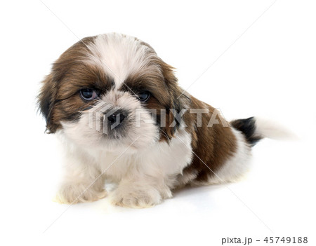 young puppy shitzu 45749188