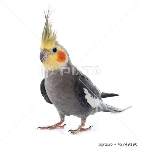 adult gray Cockatiel 45749190