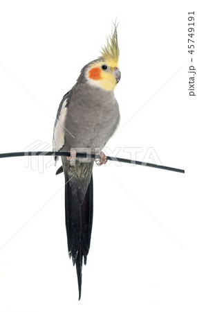 adult gray Cockatiel 45749191