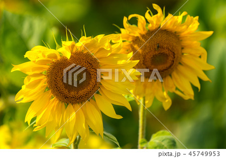 Sunflower and bees in the garden Sunflower and bees in the garden 45749953
