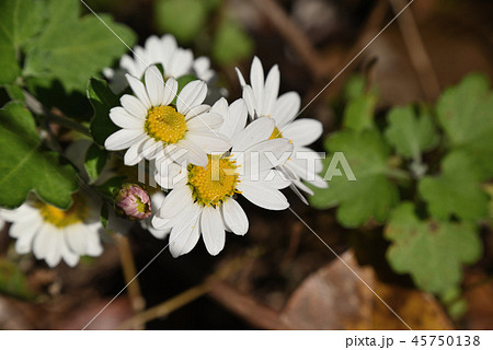 リュウノウギク 45750138