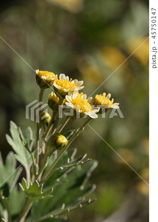 イソギク イソギク 45750147