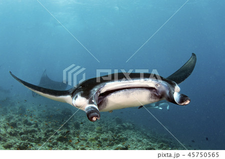 Manta in the blue ocean background portrait 45750565