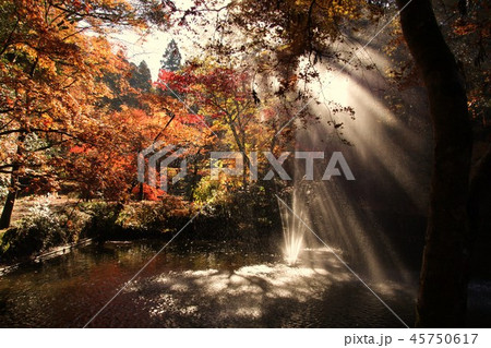 加茂山公園の紅葉 加茂山公園の紅葉 45750617