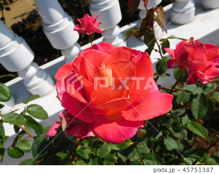 バラ ブルークスレッド バラ ブルークスレッド 45751387