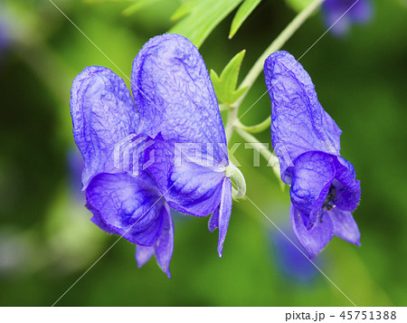 ミヤマトリカブト ミヤマトリカブト 45751388