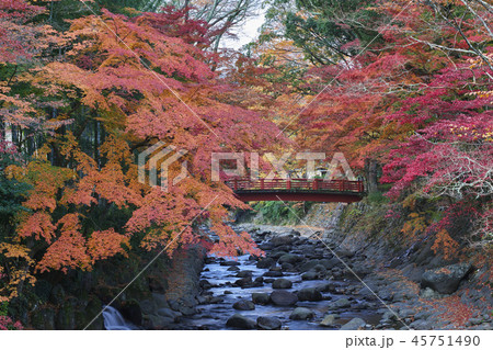桂橋から楓橋を望む(秋の修善寺温泉) 45751490
