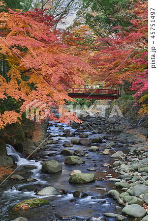 桂橋から楓橋を望む(秋の修善寺温泉) 桂橋から楓橋を望む(秋の修善寺温泉) 45751497
