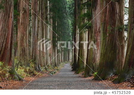 【戸隠神社】奥社へ続く杉並木。【長野県】 45752520