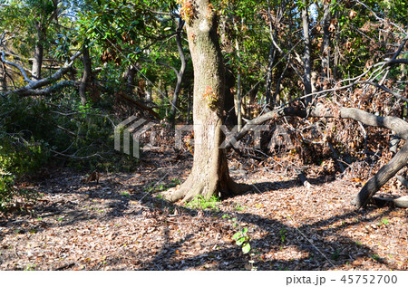 平成30年台風第21号で倒木などの大きな被害を受けた大阪城公園 45752700