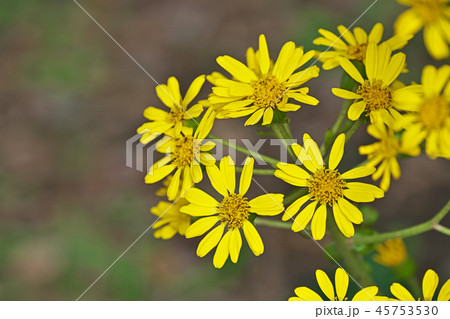 黄色のツワブキの花 45753530