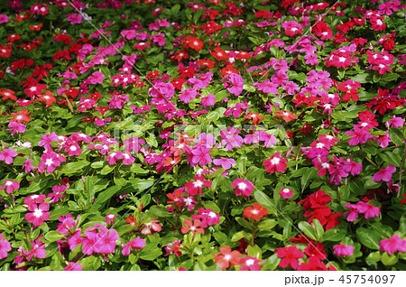 Catharanthus roseus. Catharanthus roseus. 45754097