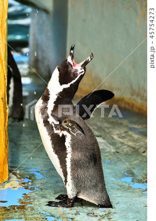 高岡古城公園のペンギン 45754273