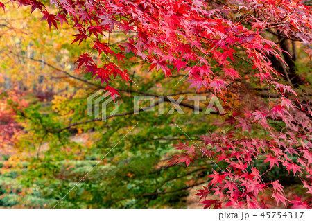 鮮やかな楓 紅葉 45754317