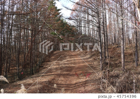 棒道　武田信玄の軍用道路　山梨県　北杜市 45754396