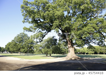 熊本城 九州 熊本城 九州 45754410
