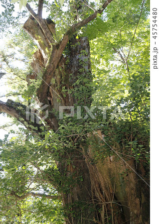 熊本城 九州 熊本城 九州 45754480