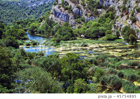 Trees overgrown by green vines flanking flowing River. 45754895