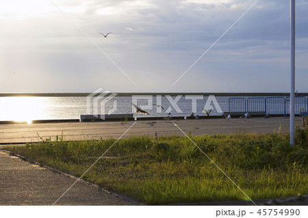旭日の金波に光る小樽港　夏景 45754990