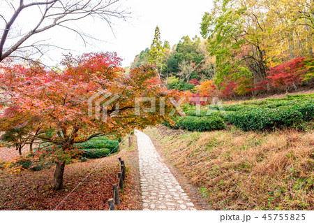 紅葉と茶畑 紅葉と茶畑 45755825