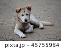 犬 本 汚染 45755984