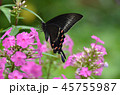 蝶 花 昆虫 45755987