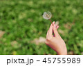 タンポポ 生態 自然 45755989