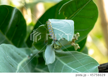 monarch butterfly caterpillar on leaf monarch butterfly caterpillar on leaf 45756029