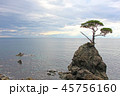 見立の一本松 45756160