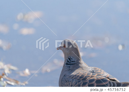 ハト 45756752