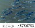 ボラの群れ 45756753
