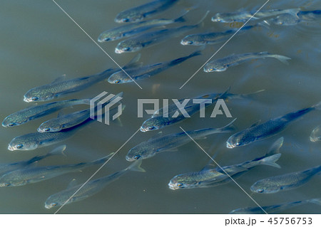 ボラの群れ 45756753