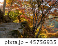 紅葉 45756935