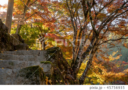 紅葉 紅葉 45756935