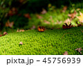 苔と紅葉 45756939