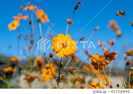 オレンジの花 オレンジの花 45756940