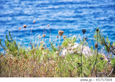 Wild grass on the beach. Grass against the sea 45757009