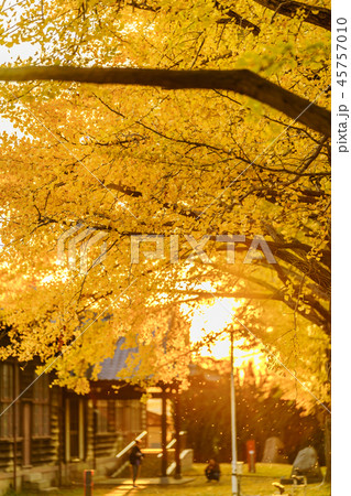日本の秋 水戸歴史館 イチョウ並木の紅葉 45757010