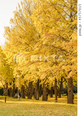 日本の秋 水戸歴史館 イチョウ並木の紅葉の写真素材