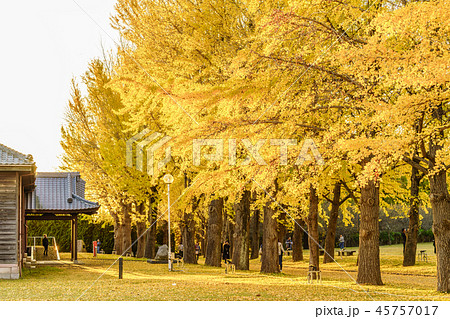 日本の秋 水戸歴史館 イチョウ並木の紅葉 45757017