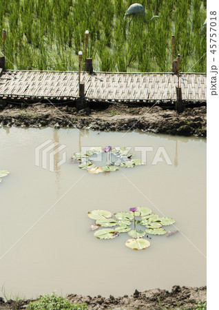 Landscapes of rice fields  45757018