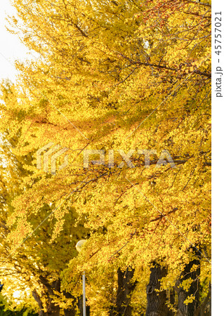 日本の秋 水戸歴史館 イチョウ並木の紅葉の写真素材